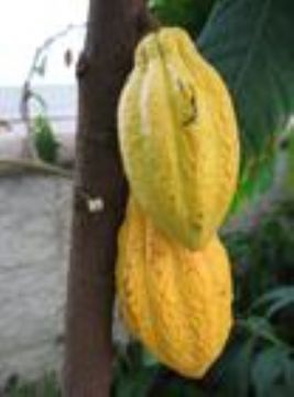 Cocoa Extract